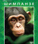 Шимпанзе [Blu-ray] / Chimpanzee
