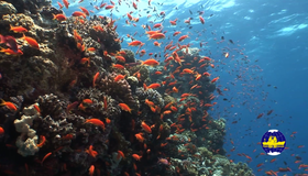 Обитатели красного моря (видео) [Blu-ray] / Deep Sea (V)
