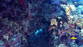 Красное море: Релакс (видео) [Blu-ray] / Deep Sea: Relax (V)