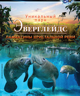 Эверглейдс: Ламантины Кристальной реки / Adventure Everglades: The Manatees of Crystal River (2012)