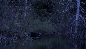 Приключения бобрёнка [Blu-ray] / Meche Blanche, les aventures du petit castor (White Tuft, the Little Beaver)