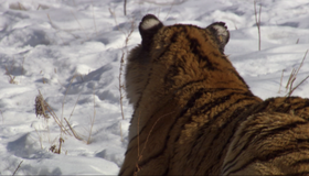 Дикий Китай (сериал) [Blu-ray] / BBC: Wild China (TV series)