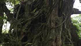 Живые пейзажи: Бали [Blu-ray] / Living Landscapes - Earthscapes: Bali