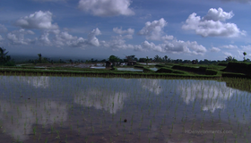 Живые пейзажи: Бали [Blu-ray] / Living Landscapes - Earthscapes: Bali
