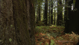 Живые пейзажи: Калифорнийские секвойи [Blu-ray] / Living Landscapes - Earthscapes: California Redwoods
