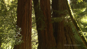 Живые пейзажи: Калифорнийские секвойи [Blu-ray] / Living Landscapes - Earthscapes: California Redwoods