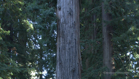 Живые пейзажи: Калифорнийские секвойи [Blu-ray] / Living Landscapes - Earthscapes: California Redwoods