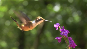 Живые пейзажи: Коста-Рика [Blu-ray] / Living Landscapes - Earthscapes: Costa Rica