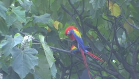 Живые пейзажи: Коста-Рика [Blu-ray] / Living Landscapes - Earthscapes: Costa Rica