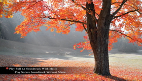 Живые пейзажи: Осень в лесах Новой Англии [Blu-ray] / Living Landscapes - Earthscapes: Fall in New England