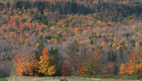 Живые пейзажи: Осень в лесах Новой Англии [Blu-ray] / Living Landscapes - Earthscapes: Fall in New England