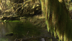 Живые пейзажи: Тропический лес Олимпик [Blu-ray] / Living Landscapes - Earthscapes: Olympic Rainforest