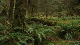 Живые пейзажи: Тропический лес Олимпик [Blu-ray] / Living Landscapes - Earthscapes: Olympic Rainforest