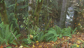 Живые пейзажи: Тропический лес Олимпик [Blu-ray] / Living Landscapes - Earthscapes: Olympic Rainforest