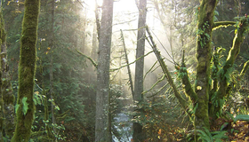 Живые пейзажи: Тропический лес Олимпик [Blu-ray] / Living Landscapes - Earthscapes: Olympic Rainforest