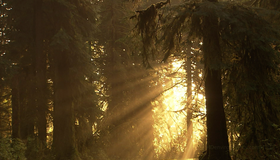 Живые пейзажи: Тропический лес Олимпик [Blu-ray] / Living Landscapes - Earthscapes: Olympic Rainforest