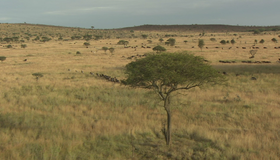 Живые пейзажи: Дикая Африка [Blu-ray] / Living Landscapes - Earthscapes: Wild Africa