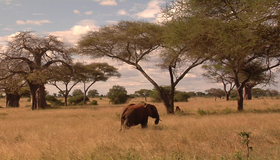Живые пейзажи: Дикая Африка [Blu-ray] / Living Landscapes - Earthscapes: Wild Africa