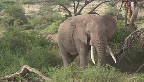 Живые пейзажи: Дикая Африка [Blu-ray] / Living Landscapes - Earthscapes: Wild Africa