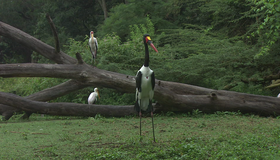 Живые пейзажи: Дикая Африка [Blu-ray] / Living Landscapes - Earthscapes: Wild Africa