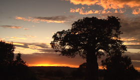 Живые пейзажи: Дикая Африка [Blu-ray] / Living Landscapes - Earthscapes: Wild Africa