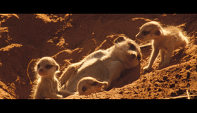 Сурикаты [Blu-ray] / The Meerkats