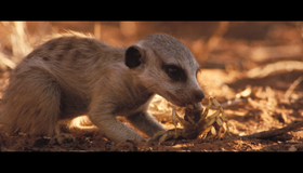 Сурикаты [Blu-ray] / The Meerkats