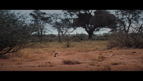 Сурикаты [Blu-ray] / The Meerkats
