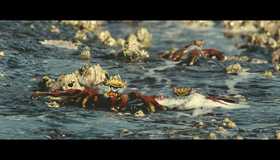 Океаны [Blu-ray] / Oceans