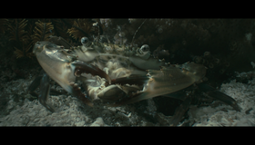 Океаны [Blu-ray] / Oceans