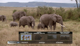 Туристические жемчужины. Диск 2 [Blu-ray] / HD Getaways: Masai Mara Safari / Mana Pools Safari / Botswana Safari / Capitals of Romance