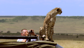 Туристические жемчужины. Диск 2 [Blu-ray] / HD Getaways: Masai Mara Safari / Mana Pools Safari / Botswana Safari / Capitals of Romance