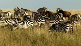 Туристические жемчужины. Диск 2 [Blu-ray] / HD Getaways: Masai Mara Safari / Mana Pools Safari / Botswana Safari / Capitals of Romance