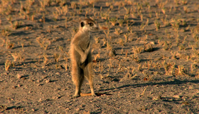 Туристические жемчужины. Диск 2 [Blu-ray] / HD Getaways: Masai Mara Safari / Mana Pools Safari / Botswana Safari / Capitals of Romance