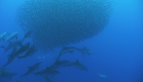 Дельфины и киты 3D [Blu-ray 3D] / Dolphins and Whales 3D: Tribes of the Ocean (IMAX)