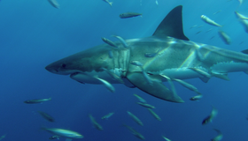 Акулы (3D) [Blu-ray 3D] / IMAX: Sharks (3D)