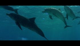 Голубая бездна [Blu-ray] / Le grand bleu (The Big Blue)