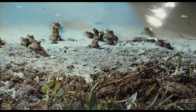 Тростниковые жабы: Оккупация (3D) [Blu-ray 3D] / Cane Toads: The Conquest (3D)