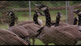 Летите домой [Blu-ray] / Fly Away Home