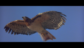 Леди-ястреб [Blu-ray] / Ladyhawke