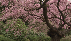 Живые пейзажи: Сад камней [Blu-ray] / Living Landscapes - Earthscapes: Zen Garden