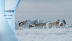 Белый плен [Blu-ray] / Eight Below
