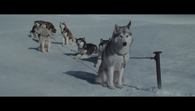 Белый плен [Blu-ray] / Eight Below