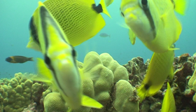 Живые пейзажи: Гавайский подводный рай [Blu-ray] / Living Landscapes - Earthscapes: Underwater Paradise Hawaii
