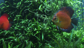 Живые пейзажи: Гавайский подводный рай [Blu-ray] / Living Landscapes - Earthscapes: Underwater Paradise Hawaii