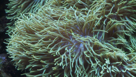 Живые пейзажи: Гавайский подводный рай [Blu-ray] / Living Landscapes - Earthscapes: Underwater Paradise Hawaii
