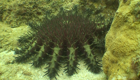 Живые пейзажи: Гавайский подводный рай [Blu-ray] / Living Landscapes - Earthscapes: Underwater Paradise Hawaii