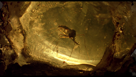 Парк Юрского периода [Blu-ray] / Jurassic Park
