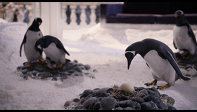 Пингвины мистера Поппера [Blu-ray] / Mr. Popper's Penguins