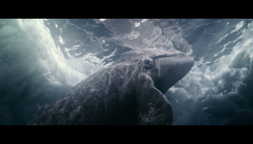 Все любят китов [Blu-ray] / Big Miracle